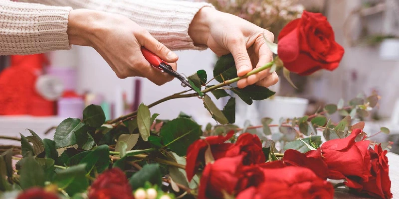 cuidado de rosas rojas 