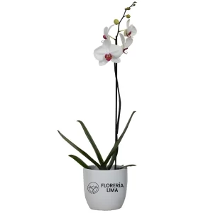 orquídea blanca premium