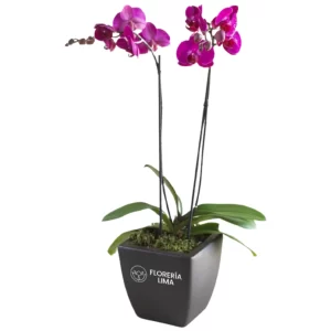 orquidea morada premium