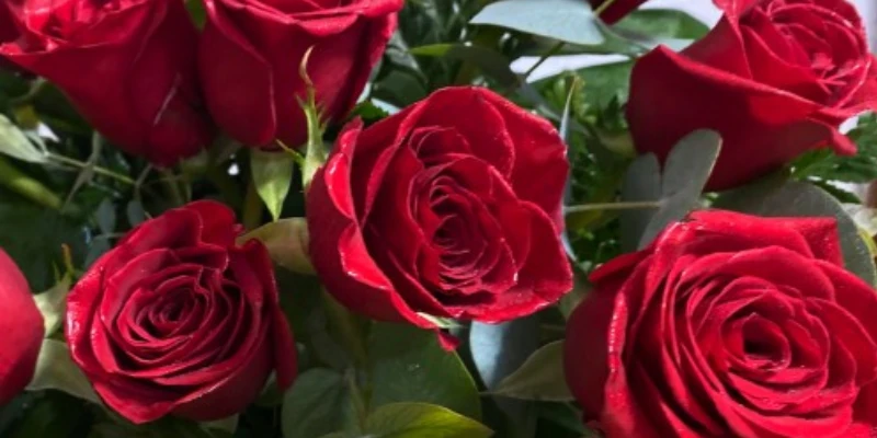 rosas premium rojas