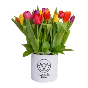 box mix de tulipanes