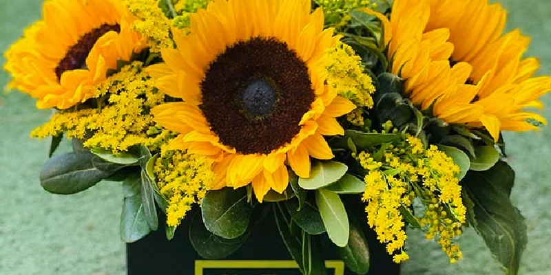 black square box of 6 sunflowers