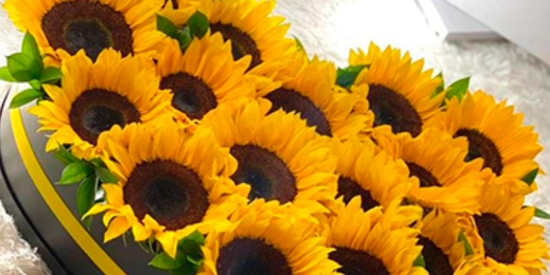 girasoles amarillos