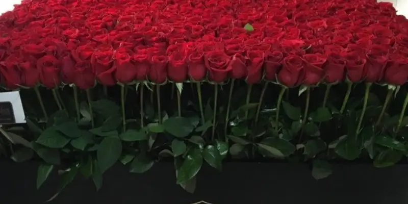 800 rosas en caja gigante 