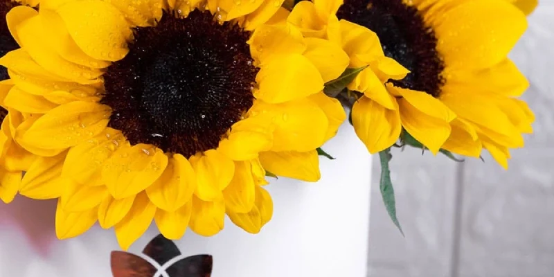 sunflowers in box