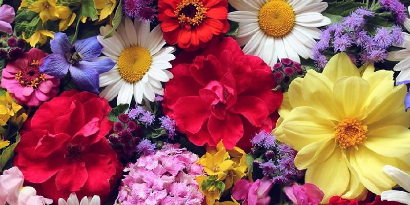 cómo identificar variedades florales ideales para la estación