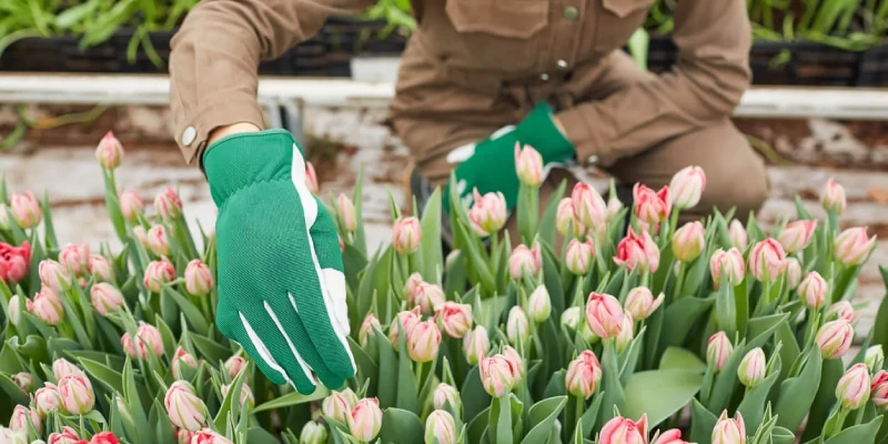 regalar tulipanes epoca del año