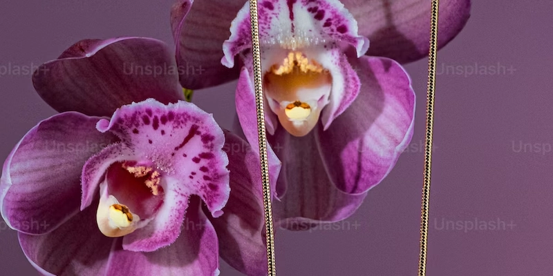 orquidea regalo