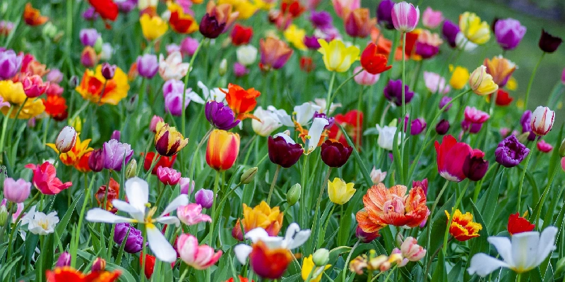 Flores representativos de la primavera