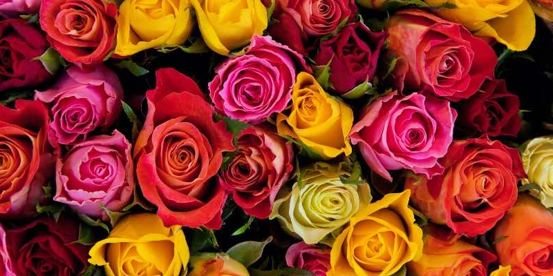 rosas colores