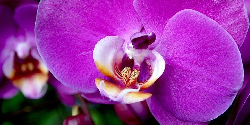 orquidea hd