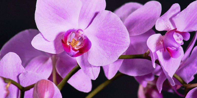 orquideas rosadas