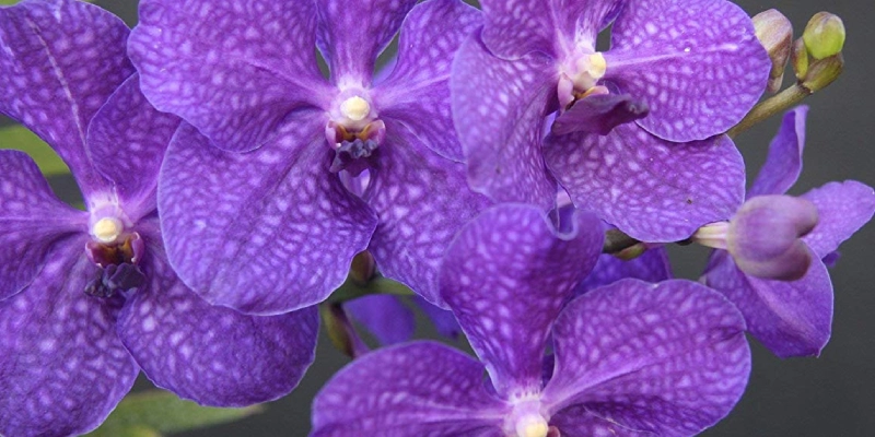 flores moradas