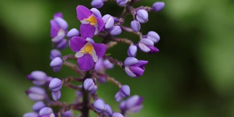 orquideas