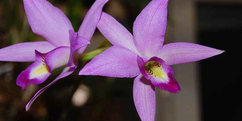 flores hermosas