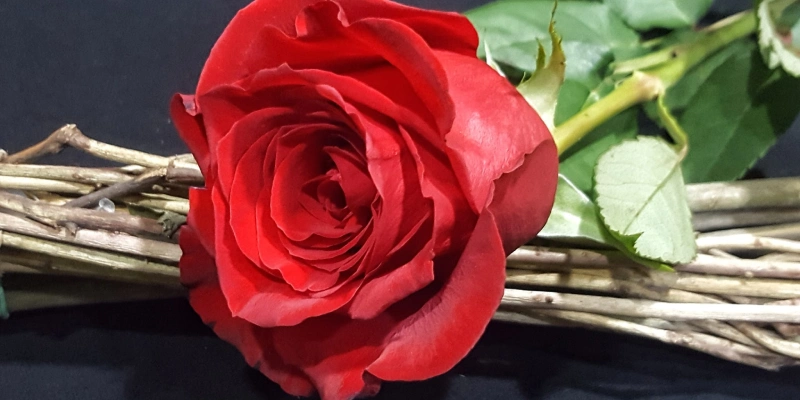 rosa roja fresca