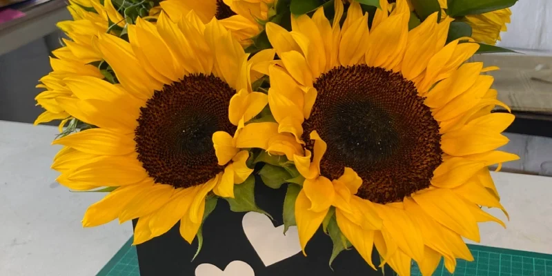 box of sunflowers with fine foliage