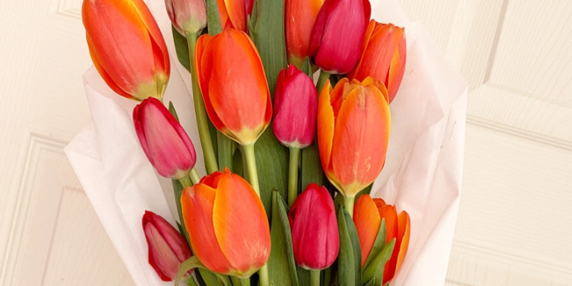 tulipanes